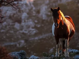 Horse on Biokovo.jpg